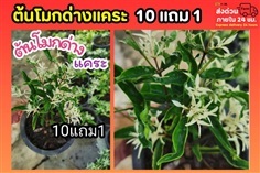 ต้นโมกด่างแคระ