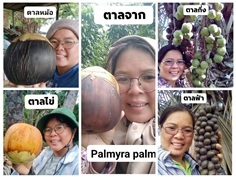สายพันธุ์ตาล รับจัดหาตามสั่ง 