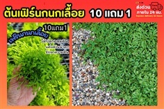 ต้นเฟิร์นกนกเลื้อย