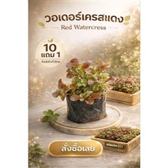ต้นวอลเตอร์เครสแดง