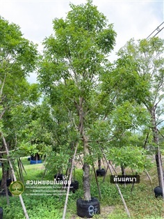 ต้นแคนา ขนาด 8 นิ้ว สูง 6-7 เมตร
