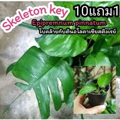 Epipremnum pinnatum skeleton key อิพิหางกระเบน