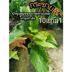 ต้นกระชายดำ