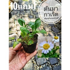 ต้นกล้ามากาเร็ต?