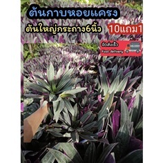 ต้นกาบหอยแครงใบสีม่วง