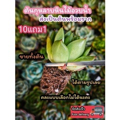 ต้นกุหลาบหิน