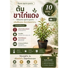 ต้นขาไก่แดง กระดูกไก่แดง