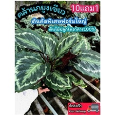 ต้นคล้านกยูงเขียว