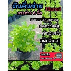ต้นคึ่นช่าย