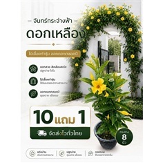 ต้นจันทร์กระจ่างฟ้า กระถาง 10 นิ้ว
