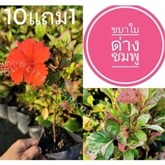 ต้นชบาใบด่างชมพู ใบด่าง3สี
