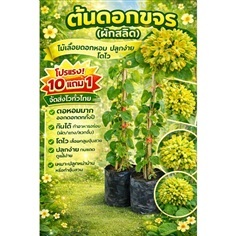 ต้นดอกขจร