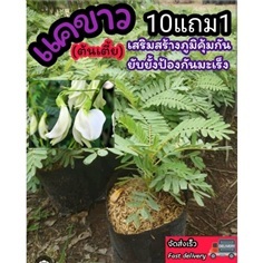 ต้นดอกแคขาว