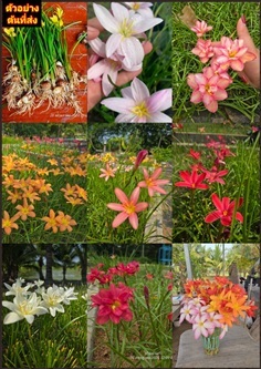 หัวบัวดิน บัวดิน Rain Lily Fairy Lily demai lotus 