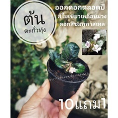 ต้นตะกั่วทุ่ง Strobilanthes reptans