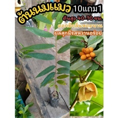 ต้นนมแมว