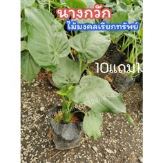 ต้นนางกวัก กวักใบโพธิ์?