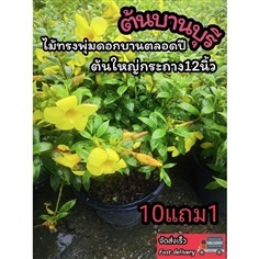 ต้นบานบุรีสีเหลือง