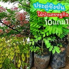 ต้นประดู่ชิงชัน สูง? 25-35? ซม.