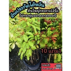 ต้นประทัดไต้หวัน