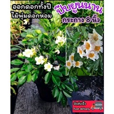 ต้นปีบยูนนาน