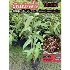 ต้นผักติ้ว ผักติ้วแต้ว