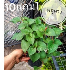 ต้นพลูคาว?
