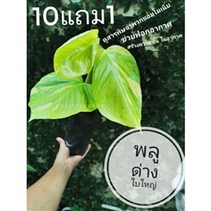ต้นพลูด่างใบใหญ่?