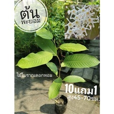 ต้นพะยอม