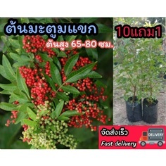 ต้นพันธุ์มะตูแขก