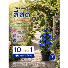 ต้นมอร์นิ่งกลอรี่ กระถาง 10 นิ้ว
