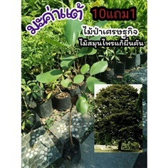 ต้นมะค่าแต้