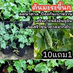ต้นมะระขี้นก
