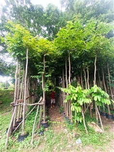 ต้นอินทนิล 