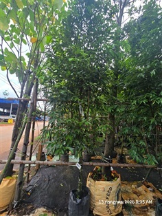 ลำดวน1.5",2"