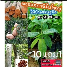 ต้นมะฮอกกานีใบใหญ่  สูง 40-50 ซม.