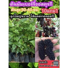 ต้นมัมเบอรี่ดำออสตุรกี ลูกใหญ่ลูกหม่อน