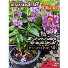 ต้นม่วงส่าหรี  กระถาง 8 นิ้ว