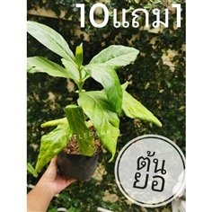 ต้นยอ?