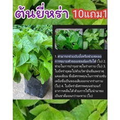 ต้นยี่หร่า