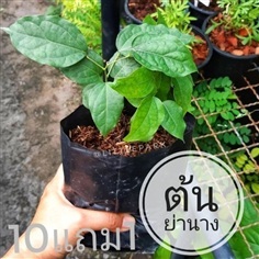 ต้นย่านาง?