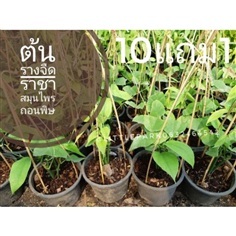 ต้นรางจืด?