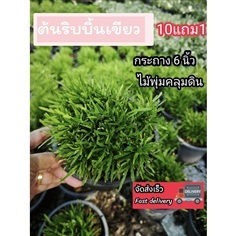 ต้นริบบิ้นเขียว