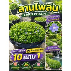 ต้นลานไพลิน กระถางใหญ่ 8 นิ้ว
