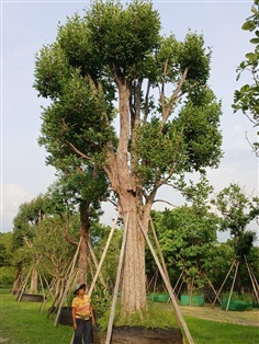 ต้นพูนทรัพย์ ไม้มงคลขนาด32นิ้ว สูง8เมตร