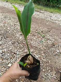 ต้นพันธุ์ ว่านม้าเหลือง ถุงดำพร้อมปลูก 39บาท 
