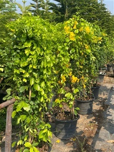 เหลืองชัชวาล
