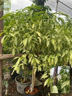 พุดกันหันด่างลายหินอ่อน