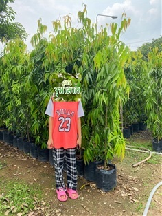 อโศกอินเดีย