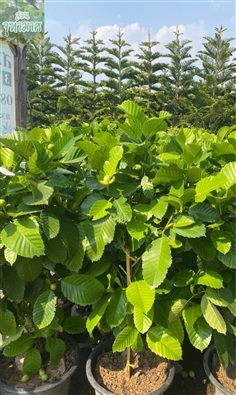 ส้านชวา